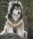 SigmundJulieColeWOLFsj1